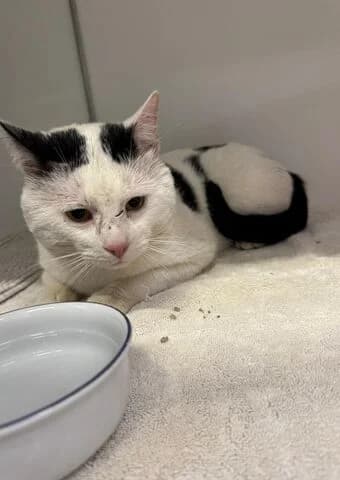 Schrödinger, male 5yo mixed breed for adoption at Tierheim Aachen, Aachen