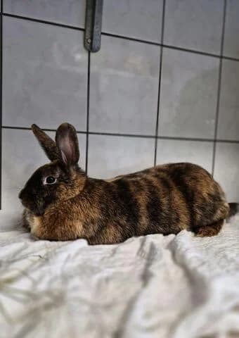 Mila, female Mixed Breed for adoption at Tierheim Aachen, Aachen