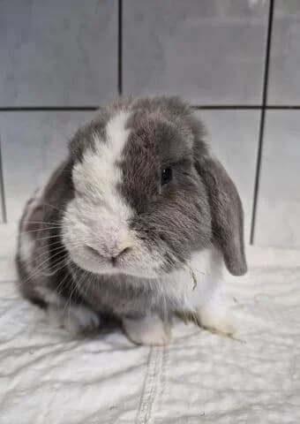Duplo, male mixed breed for adoption at Tierheim Aachen, Aachen