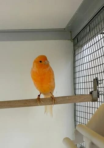 Kiki, female mixed breed for adoption at Tierheim Aachen, Aachen