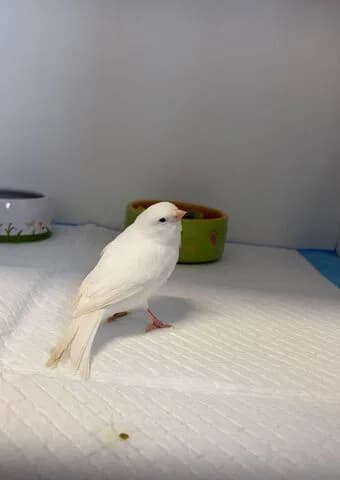 Hansi, male mixed breed for adoption at Tierheim Aachen, Aachen