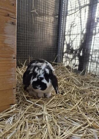 Rosalie, female mixed breed for adoption at Tierheim Aachen, Aachen
