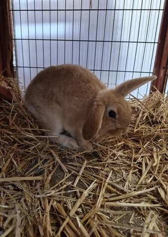 Jasper, male mixed breed for adoption at Tierheim Aachen, Aachen