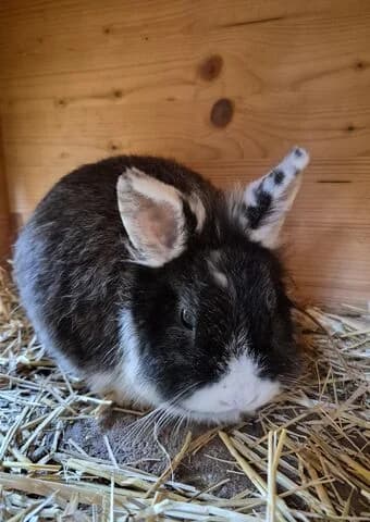 Robert, male mixed breed for adoption at Tierheim Aachen, Aachen