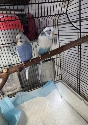 Charlie, female mixed breed for adoption at Tierheim Aachen, Aachen