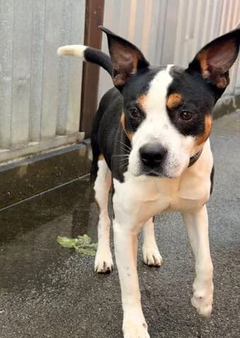 Calito, male senior Staffordshire Bull Terrier for adoption at Tierheim Aachen, Aachen