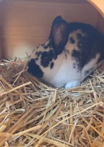 Sokka,  (Tierheim Aachen)