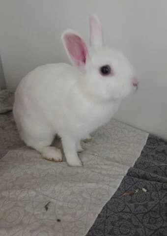 Naga, female mixed breed for adoption at Tierheim Aachen, Aachen