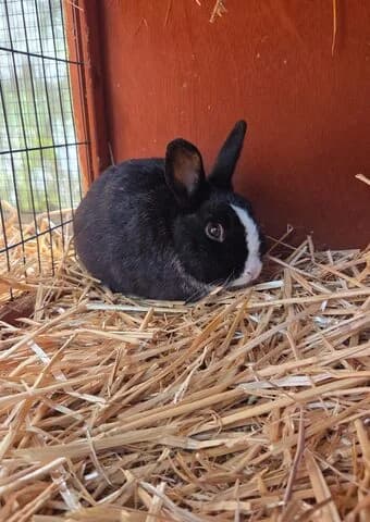 Momo, male mixed breed for adoption at Tierheim Aachen, Aachen