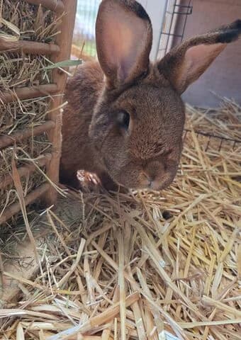 Azula,  (Tierheim Aachen)