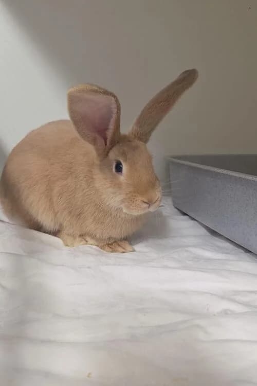 Jelena, female mixed breed for adoption at Tierheim Aachen, Aachen