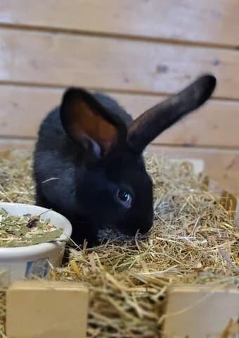 Nali,  (Tierheim Aachen)