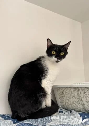 Alba, female mixed breed for adoption at Tierheim Aachen, Aachen