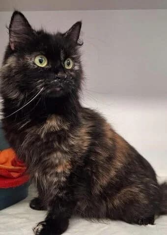 Nikita, female mixed breed for adoption at Tierheim Aachen, Aachen