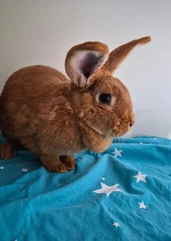 Lobelia, female 5yo mixed breed for adoption at Tierheim Aachen, Aachen