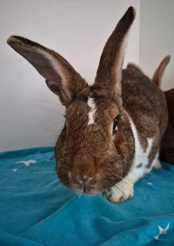 Bilbo, male 6yo mixed breed for adoption at Tierheim Aachen, Aachen