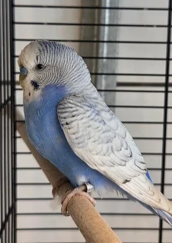 Dieter,  (Tierheim Aachen)