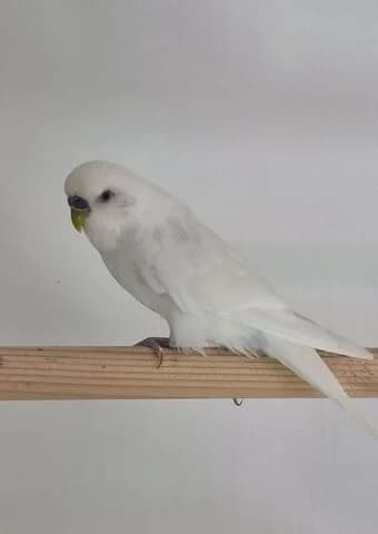 Jonny, male mixed breed for adoption at Tierheim Aachen, Aachen