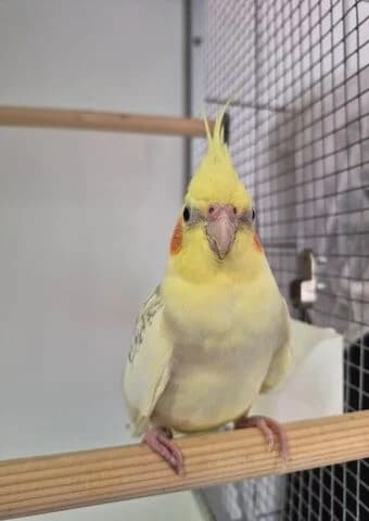 Zazu,  mixed breed for adoption at Tierheim Aachen, Aachen