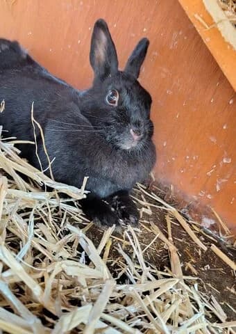 Blacky, female young mixed breed for adoption at Tierheim Aachen, Aachen
