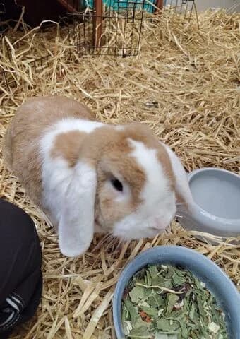 Pinky, male young mixed breed for adoption at Tierheim Aachen, Aachen