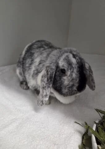 Fee, female 7yo mixed breed for adoption at Tierheim Aachen, Aachen