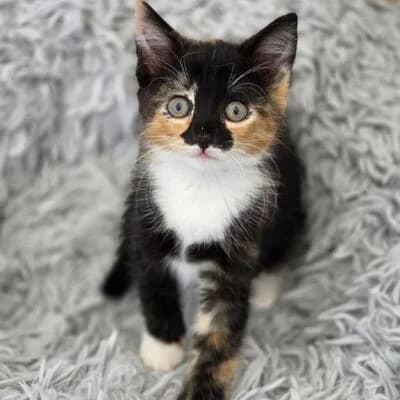 Melody, Tricolor female puppy mixed breed for adoption at Tierheim Ahlen, Ahlen