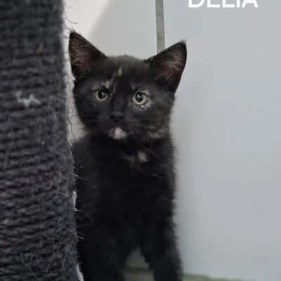 Delia, schwarz/schildpatt female mixed breed for adoption at Tierheim Ahlen, Ahlen
