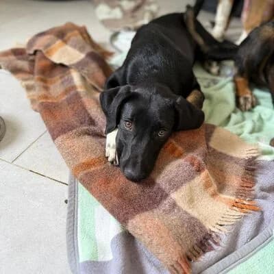 Piet, schwarz male puppy Mixed Breed for adoption at Tierheim Ahlen, Ahlen