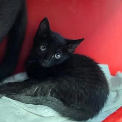 Pizza, schwarz male mixed breed for adoption at Tierheim Ahlen, Ahlen