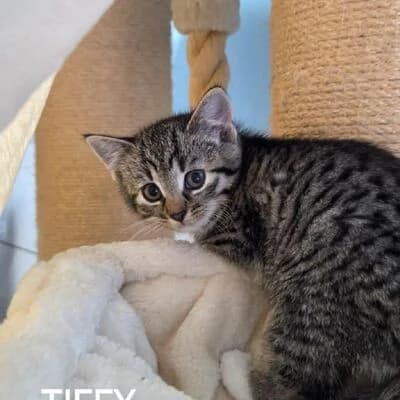 Tiffy, getigert m. weiß female puppy mixed breed for adoption at Tierheim Ahlen, Ahlen