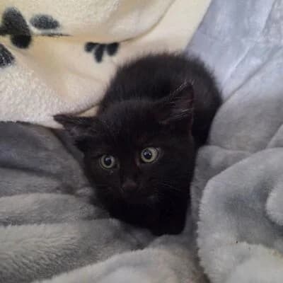 Tinka, schwarz female puppy mixed breed for adoption at Tierheim Ahlen, Ahlen