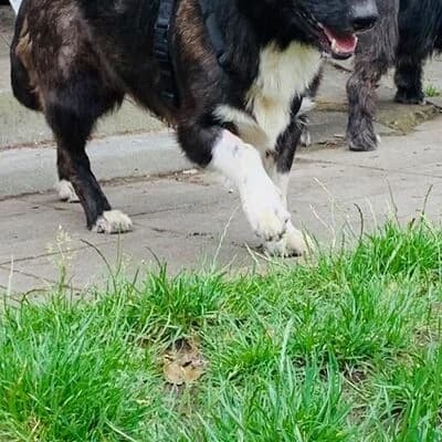 Toni, getigert male puppy mixed breed for adoption at Tierheim Ahlen, Ahlen