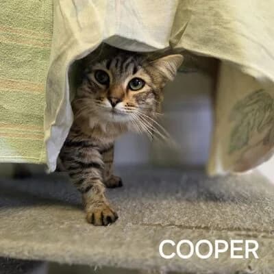 Cooper, getigert male young mixed breed for adoption at Tierheim Ahlen, Ahlen