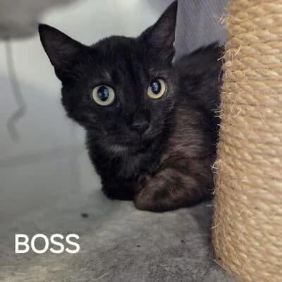 Boss, schwarz male young mixed breed for adoption at Tierheim Ahlen, Ahlen