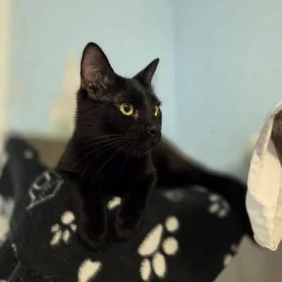 Tom, schwarz male 3yo mixed breed for adoption at Tierheim Ahlen, Ahlen