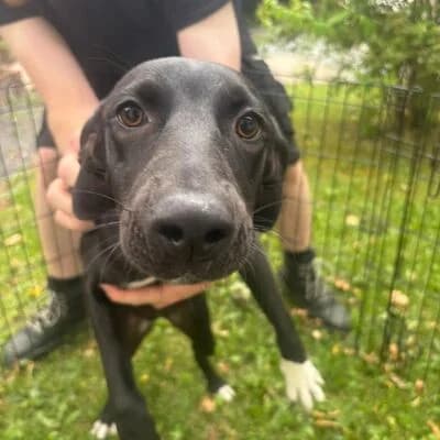 Motti, schwarz female puppy Mixed Breed for adoption at Tierheim Ahlen, Ahlen