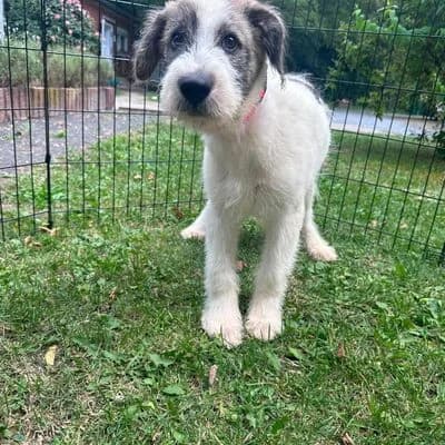 Sammy, Weiß gestromt male puppy Mixed Breed for adoption at Tierheim Ahlen, Ahlen