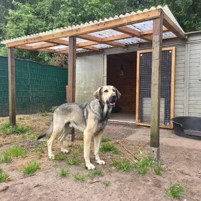 ELMO, schwarz braun male young Mixed Breed for adoption at Tierheim Ahlen, Ahlen