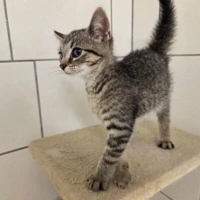 Merlin, gtigert male puppy mixed breed for adoption at Tierheim Ahlen, Ahlen