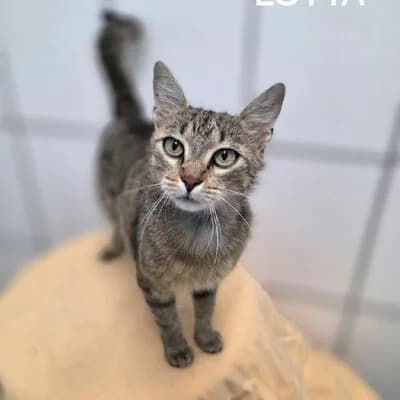 Lotta,  (Tierheim Ahlen)
