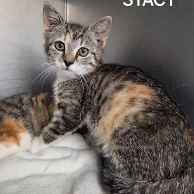 Stacy, getigert mit rot female puppy mixed breed for adoption at Tierheim Ahlen, Ahlen