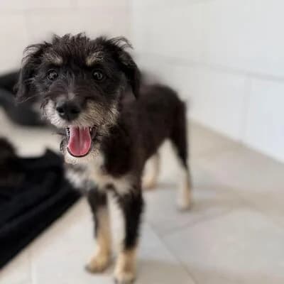Fluse, schwarz female Mixed Breed for adoption at Tierheim Ahlen, Ahlen