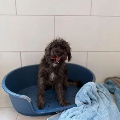 Figo, grau male Mixed Breed for adoption at Tierheim Ahlen, Ahlen