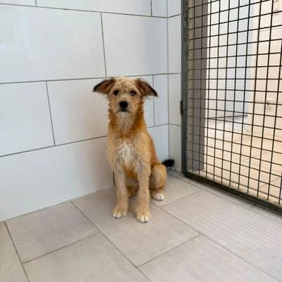 Pia, beige female Mixed Breed for adoption at Tierheim Ahlen, Ahlen