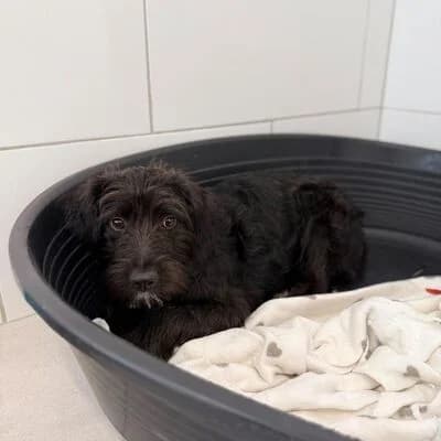 Jenny, schwarz female Mixed Breed for adoption at Tierheim Ahlen, Ahlen