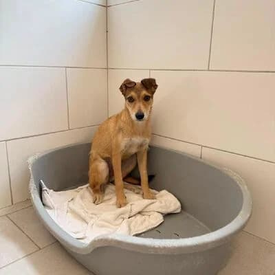 Fiona, beige female Mixed Breed for adoption at Tierheim Ahlen, Ahlen