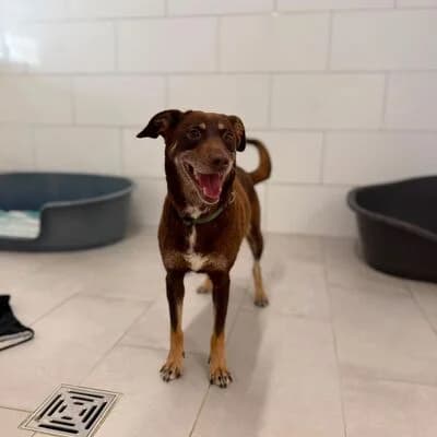Fine, braun female Mixed Breed for adoption at Tierheim Ahlen, Ahlen