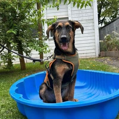 Tom, schwarz braun male puppy German Shepherd for adoption at Tierheim Ahlen, Ahlen