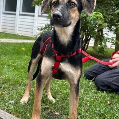 Jerry, schwarz braun male puppy German Shepherd for adoption at Tierheim Ahlen, Ahlen